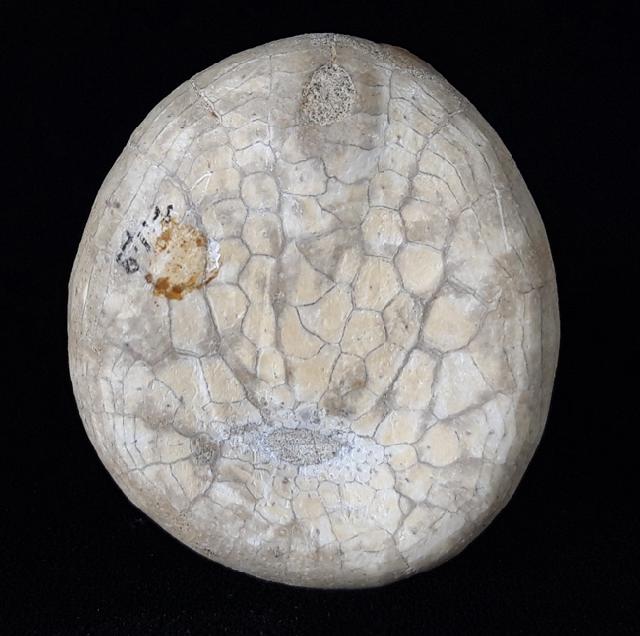 Echinocorys humilis LAMBERT 1903 - Bild © FossNet FossilienStore